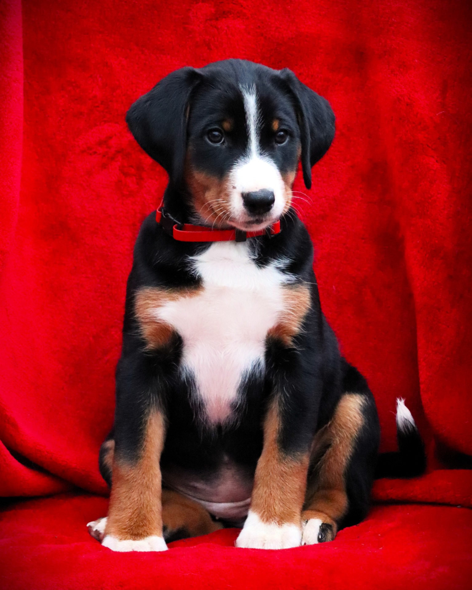 Harmony Lucky Droplet