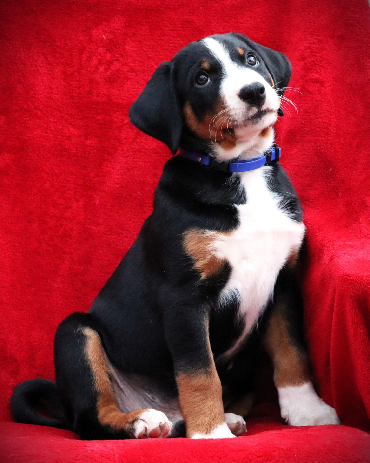 Hektor Lucky Droplet