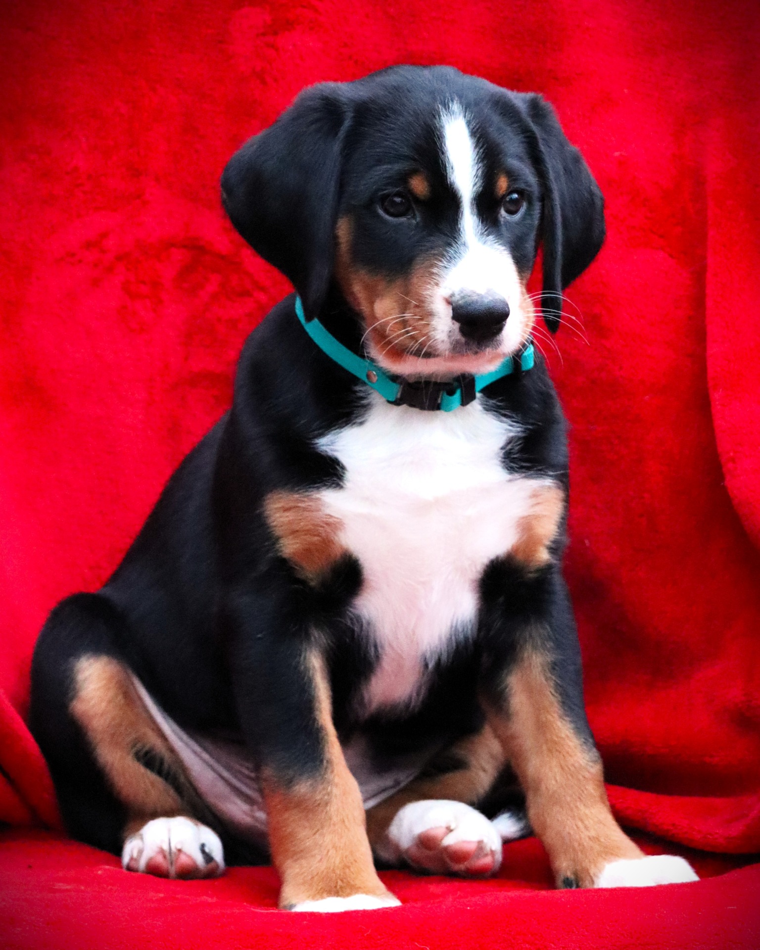 Huckleberry Lucky Droplet